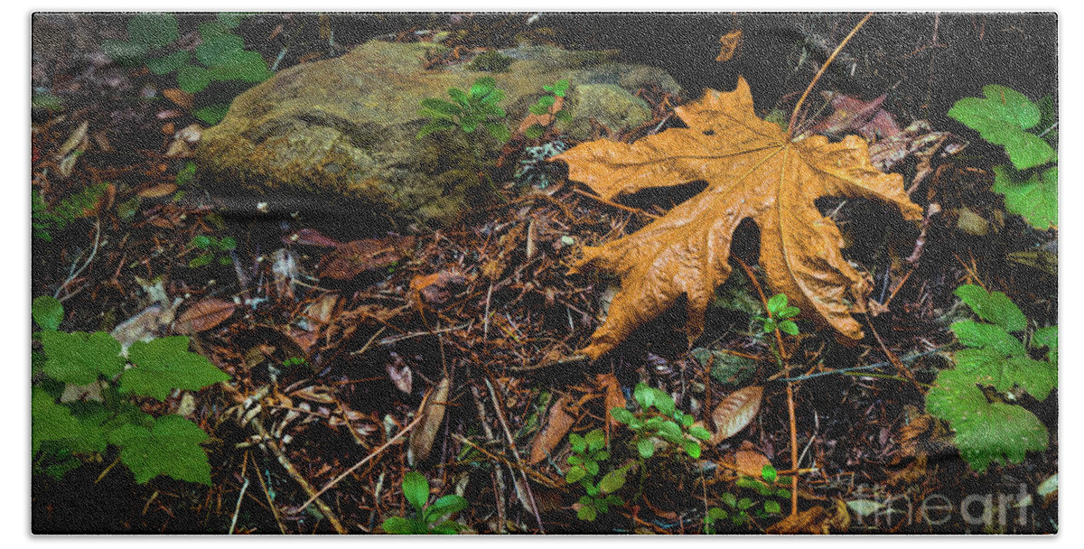 Big Leaf Maple Beach Towel featuring the photograph Autumn's Treasure by Dean Birinyi