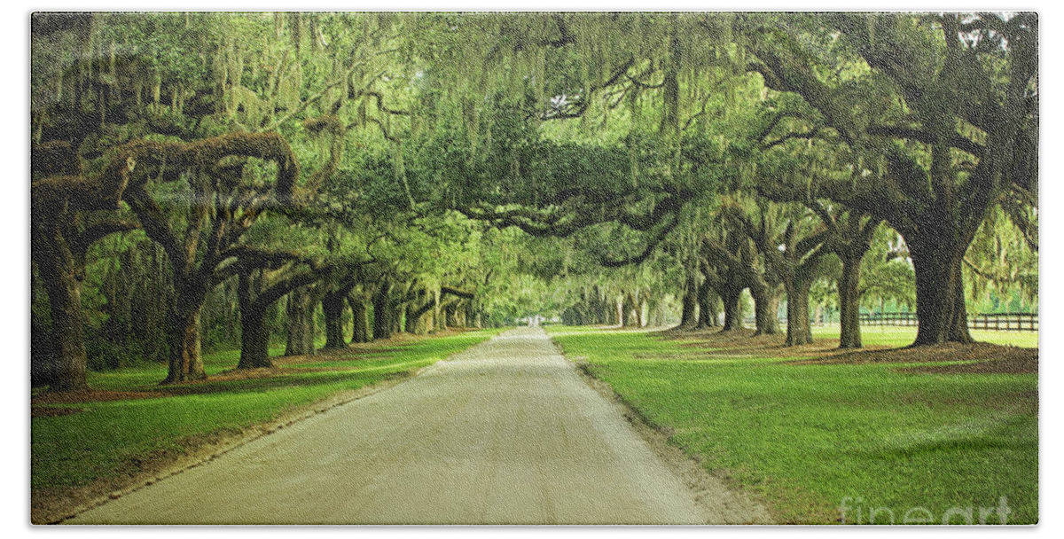 Nature Beach Sheet featuring the photograph Avenue Of Oaks by Sharon McConnell