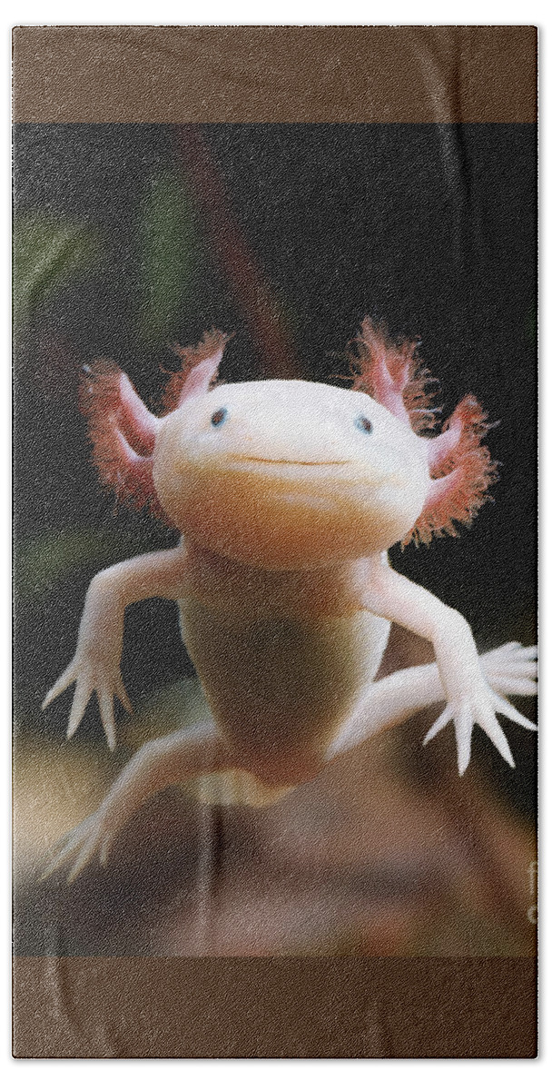 Albino Axolotl Beach Sheet featuring the photograph Axolotl Face by Warren Photographic
