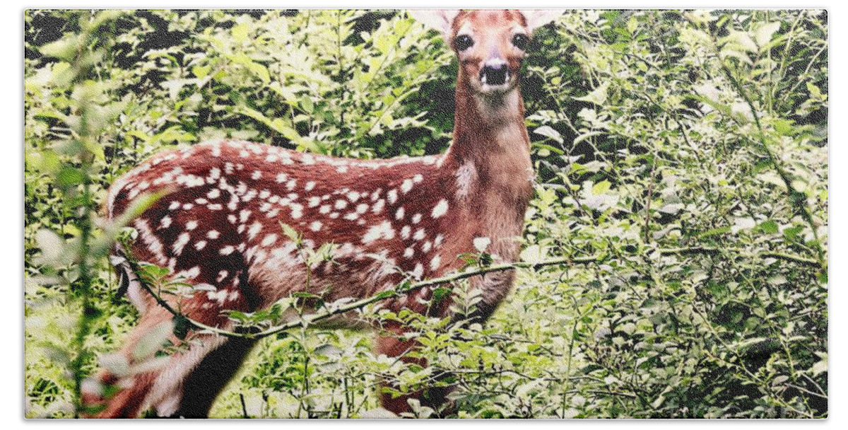 Deer Beach Towel featuring the photograph Babe In The Woods by Tami Quigley