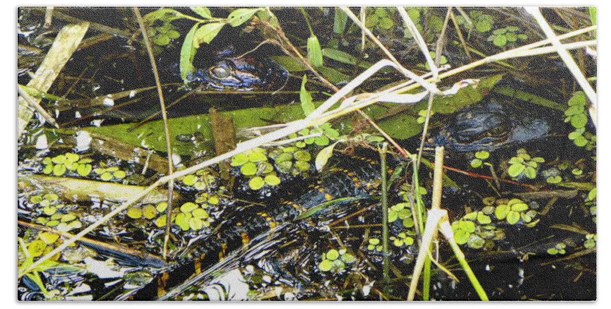 Animals Beach Towel featuring the photograph Baby Alligator 001 by Christopher Mercer