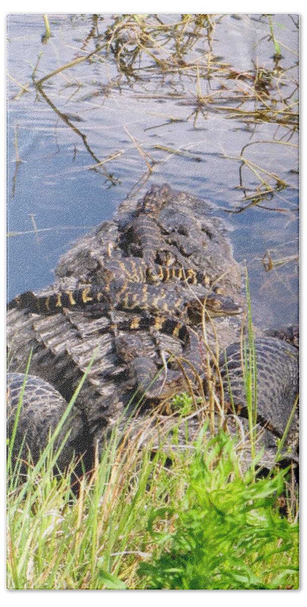 Baby Alligator Beach Towel featuring the photograph Baby Alligators 1 by Christopher Mercer