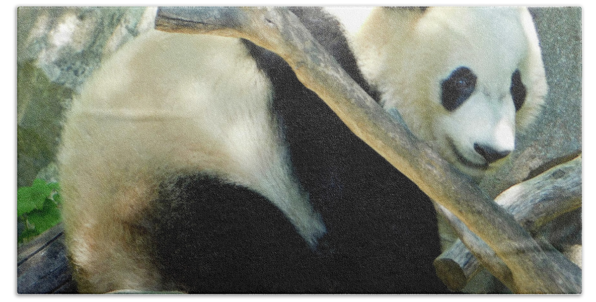 Animal Beach Sheet featuring the photograph Baby Bei Bei The Panda by Emmy Marie Vickers