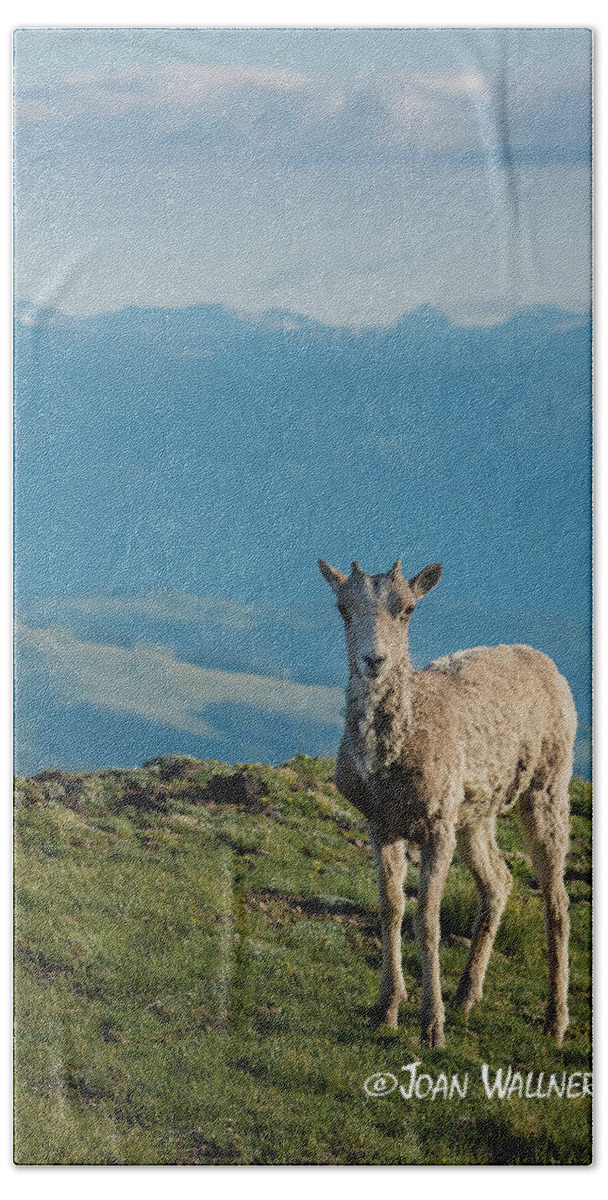 Big Horn Sheep Beach Towel featuring the photograph Baby Big Horn Sheep by Joan Wallner