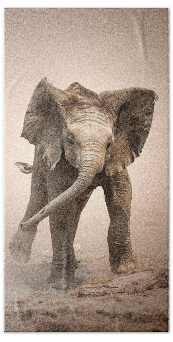 Elephant Beach Towel featuring the photograph Baby Elephant mock charging by Johan Swanepoel