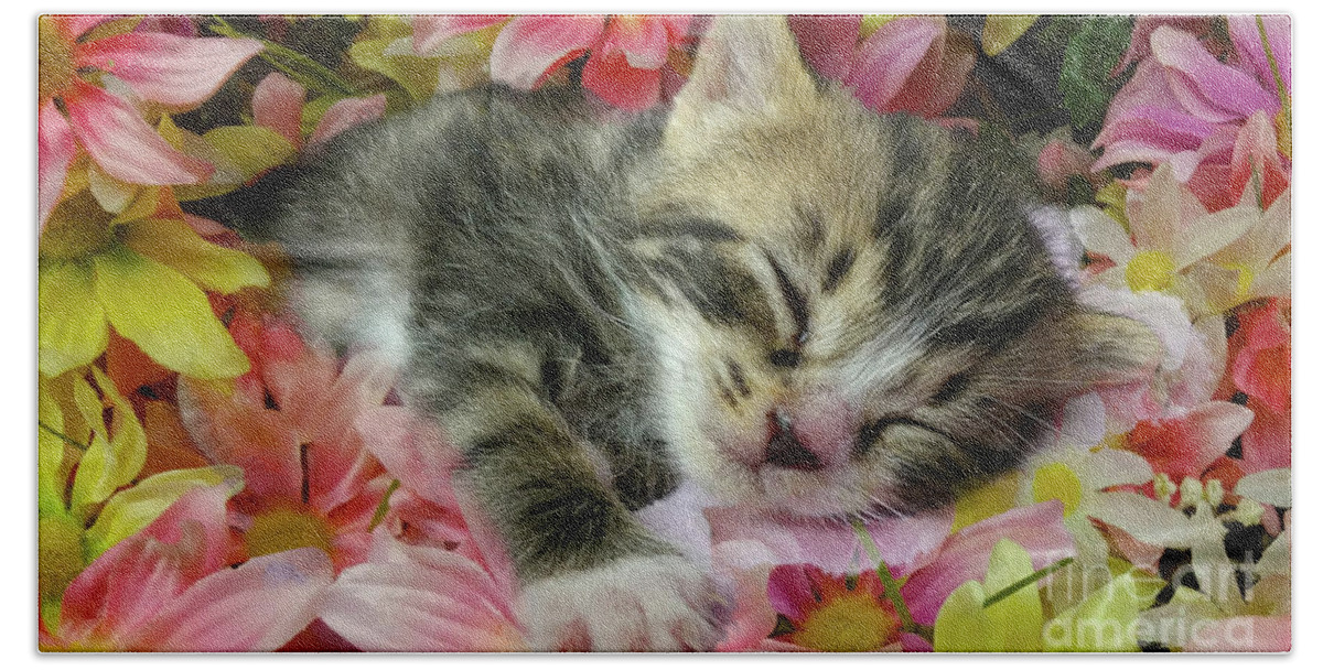 Kitten Beach Towel featuring the photograph Baby by Geraldine DeBoer