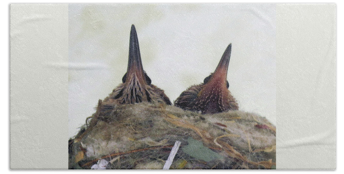 Hummingbirds Beach Towel featuring the photograph Baby Hummers 3 by Helaine Cummins