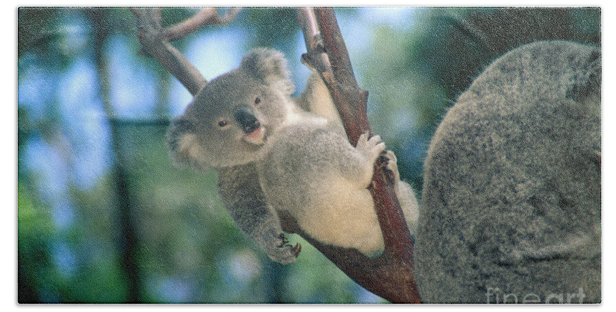 Koala towel baby top