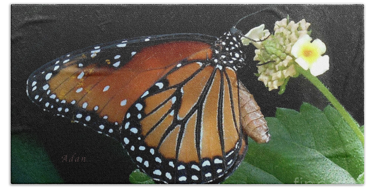 Baby Monarch Butterfly Beach Sheet featuring the photograph Baby Monarch Macro by Felipe Adan Lerma