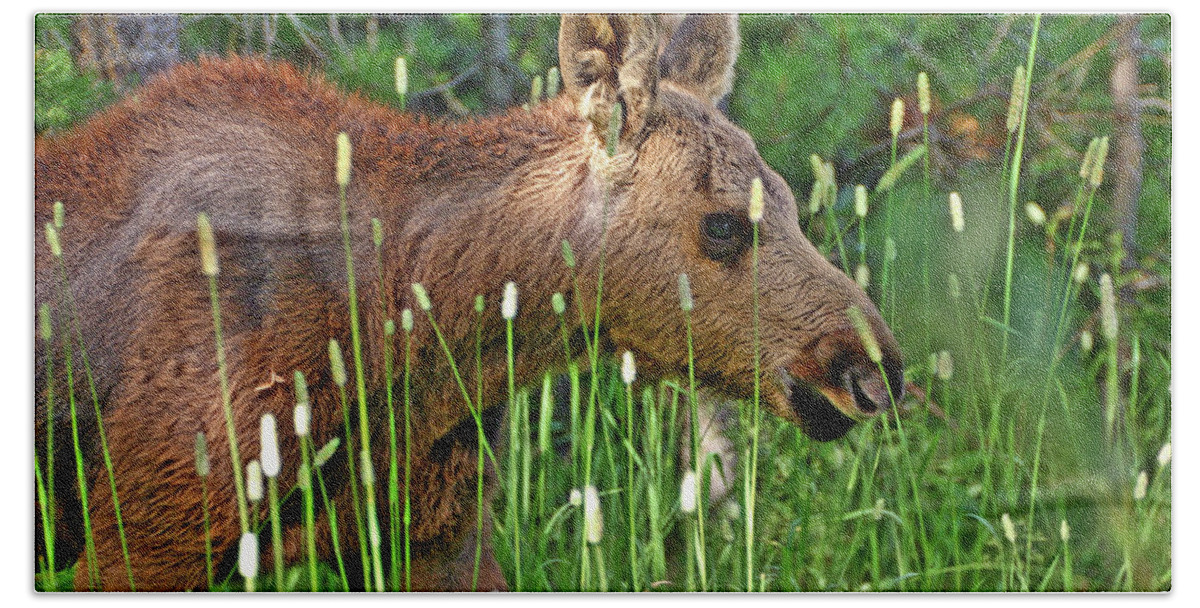 Moose Beach Towel featuring the photograph Baby Moose by Scott Mahon