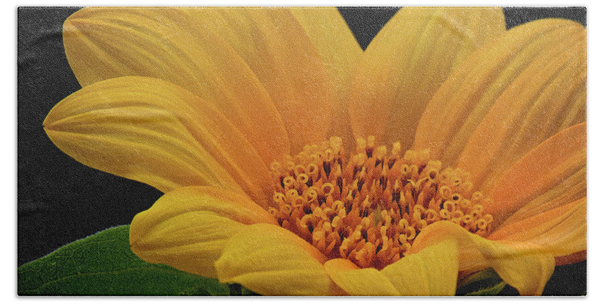 Sunflower Print Beach Towel featuring the photograph Baby Sunflower by Gwen Gibson