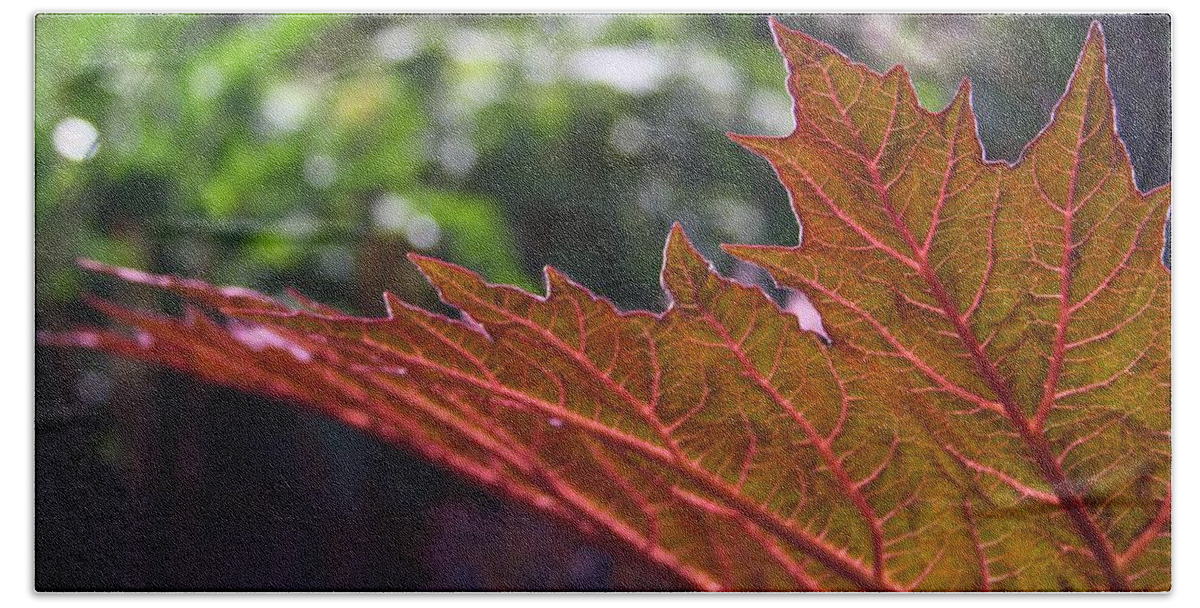 Leaf Beach Towel featuring the photograph Backlit Leaf 1 by Mo Barton