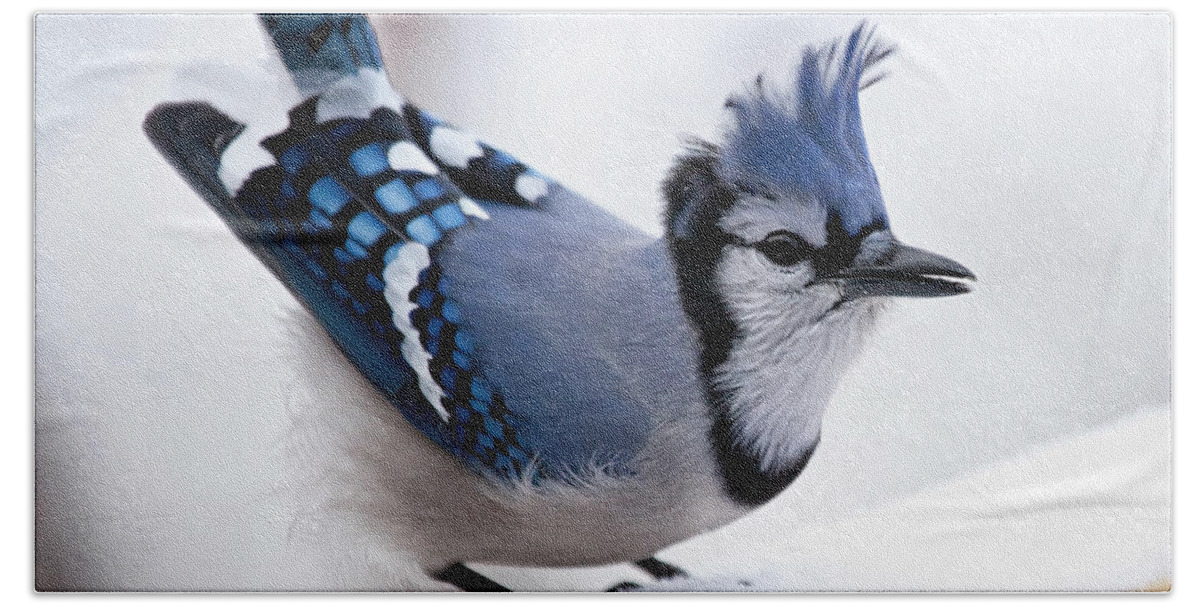 Blue Jay' Beach Towel featuring the photograph Bad feather day by Al Mueller
