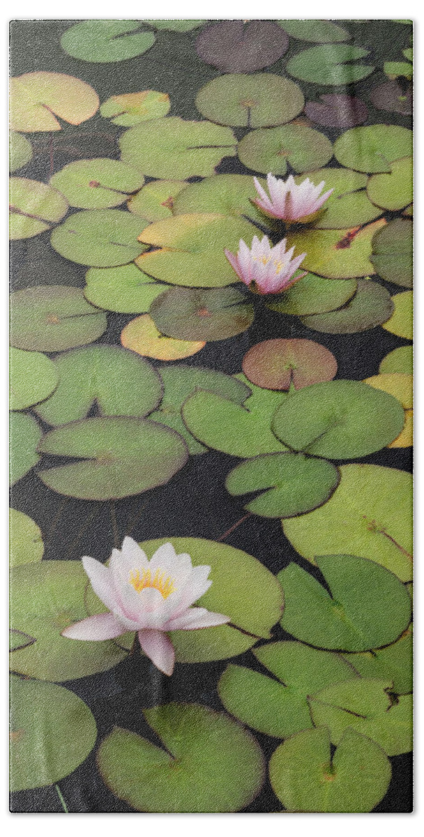 San Diego Beach Towel featuring the photograph Balboa Park Lily Pads Color by William Dunigan