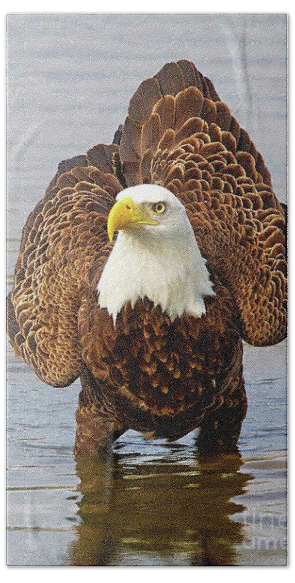 Wildlife Beach Sheet featuring the photograph Bald Eagle Portrait by Kathy Baccari