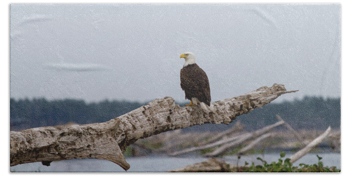 Bald Eagle Beach Sheet featuring the photograph Bald Eagle #1 by Paul Rebmann