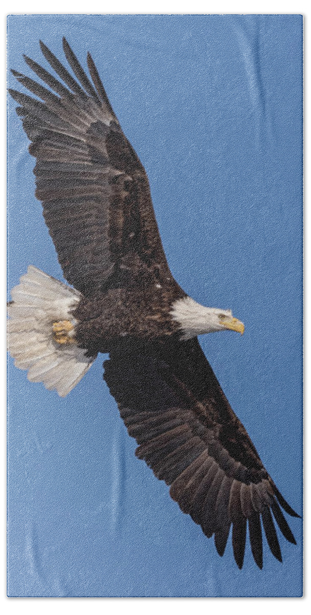 American Bald Eagle Beach Towel featuring the photograph Bald Eagle 2018-1 by Thomas Young