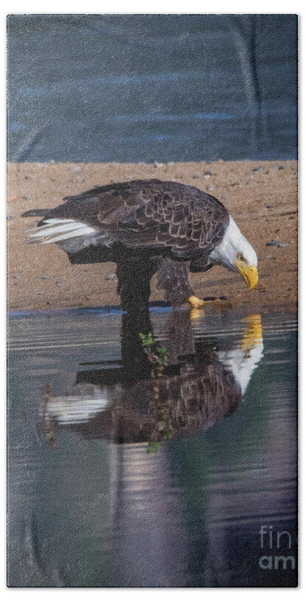 Bald Eagle And Reflection Beach Towel featuring the photograph Bald Eagle And Reflection by Mitch Shindelbower