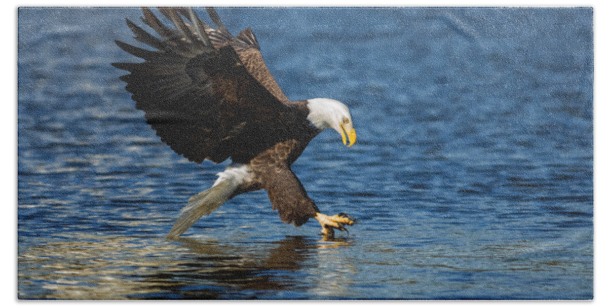 Da* 300 Beach Towel featuring the photograph Bald Eagle Fishing by Lori Coleman