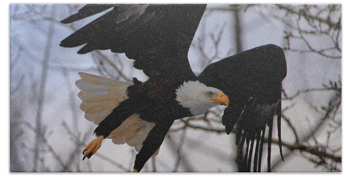 Bird Beach Sheet featuring the photograph Bald Eagle in flight by Gary Corbett