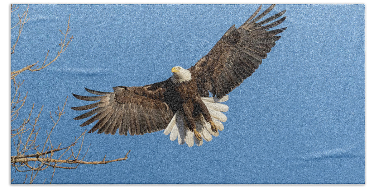 Bald Eagle Beach Towel featuring the photograph Bald Eagle On Final Approach by Tony Hake
