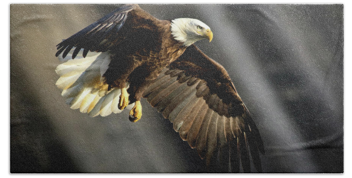 Bald Beach Towel featuring the photograph Bald Eagle Prepares to Dive by Douglas Stucky