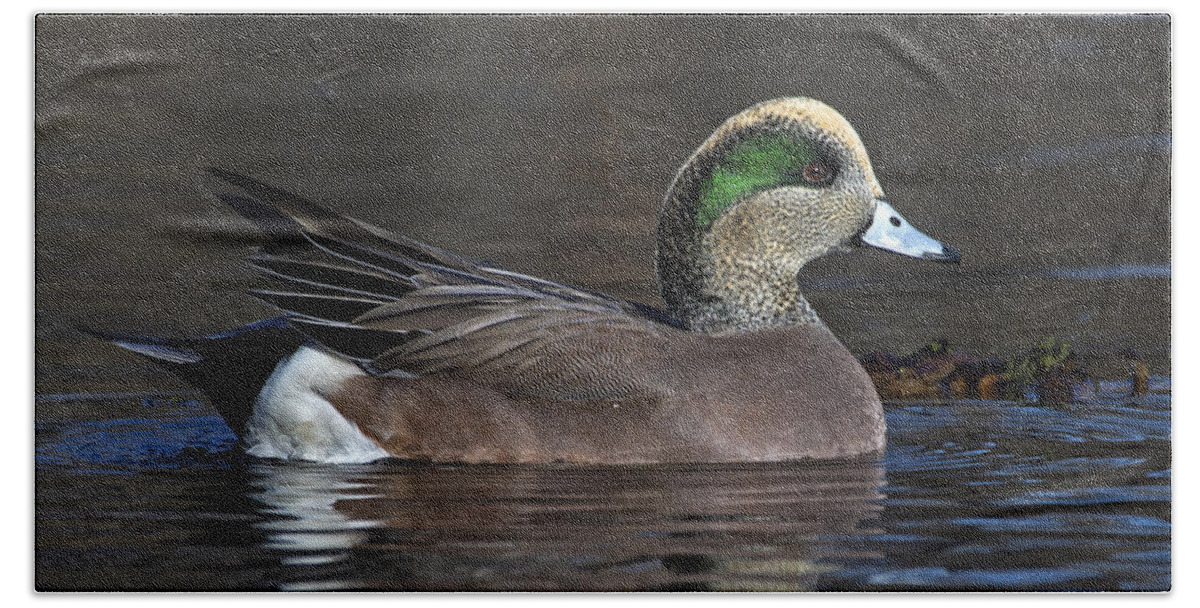 American Wigeon Beach Towel featuring the photograph Baldpate by Tony Beck