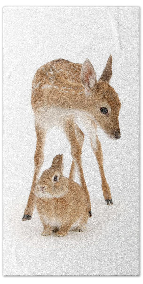 Fallow Deer Beach Sheet featuring the photograph Bambi and Thumper by Warren Photographic