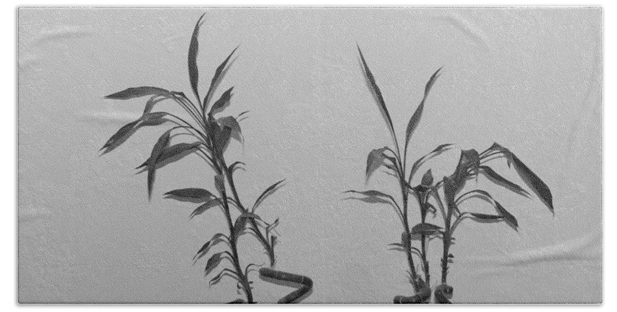 Black And White Beach Sheet featuring the photograph Bamboo Shutes by Rob Hans