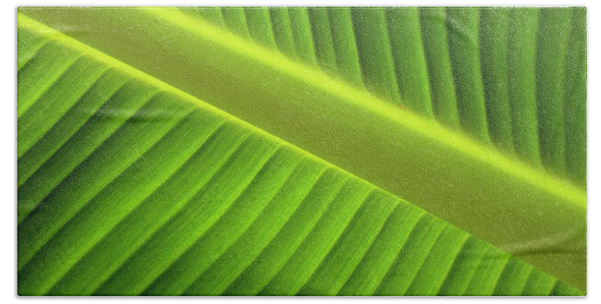Banana Beach Towel featuring the photograph Banana Leaf by Robert Och