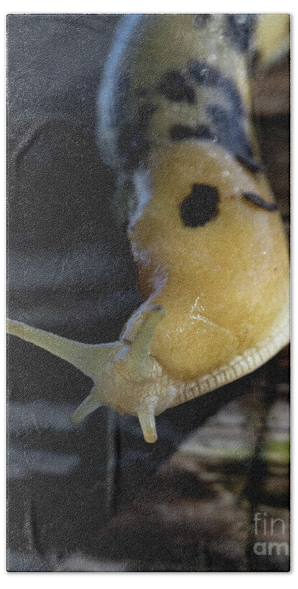 Slug Beach Towel featuring the photograph Banana Slug Closeup by Brandon Alms