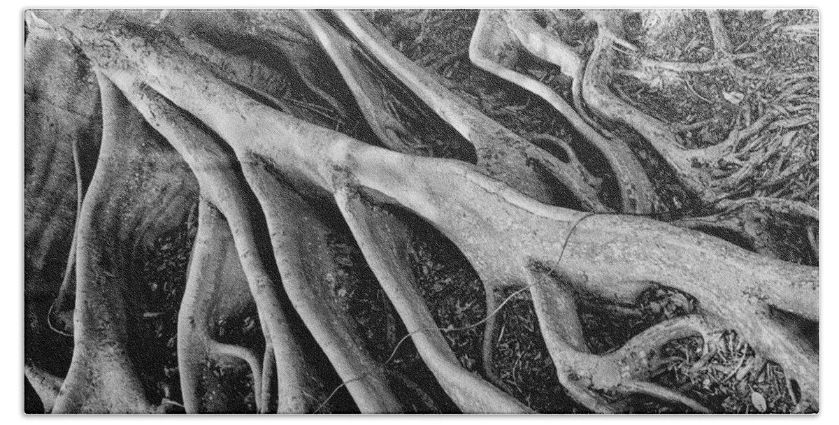 Banyan Tree Beach Sheet featuring the photograph Banyan Roots by Mick Burkey