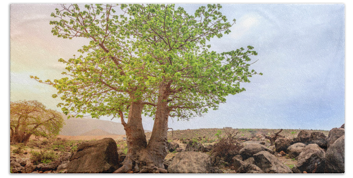 Arabian Beach Sheet featuring the photograph Baobab tree by Alexey Stiop