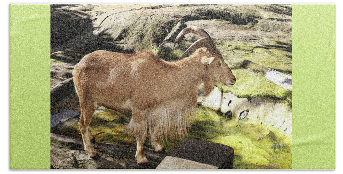 Photography Beach Towel featuring the photograph Barbary Sheep showing Long Hair by Kaye Menner by Kaye Menner
