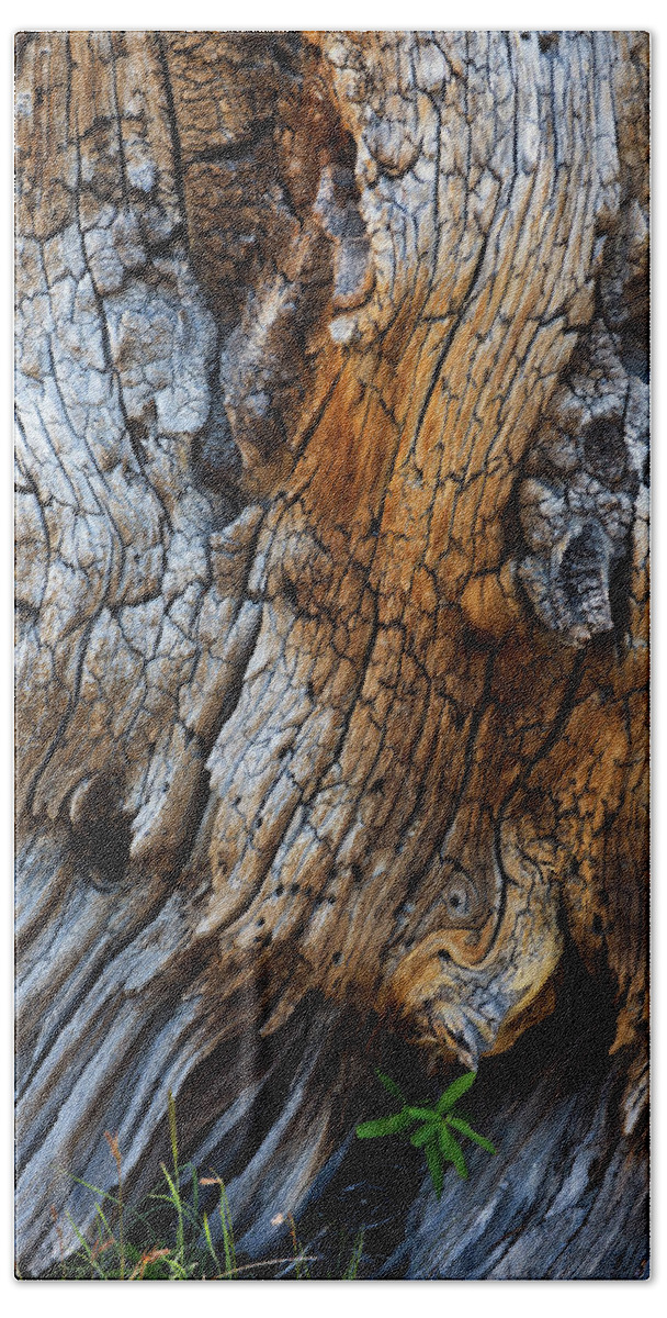 Bark Beach Towel featuring the photograph Bark Detail by David Lunde