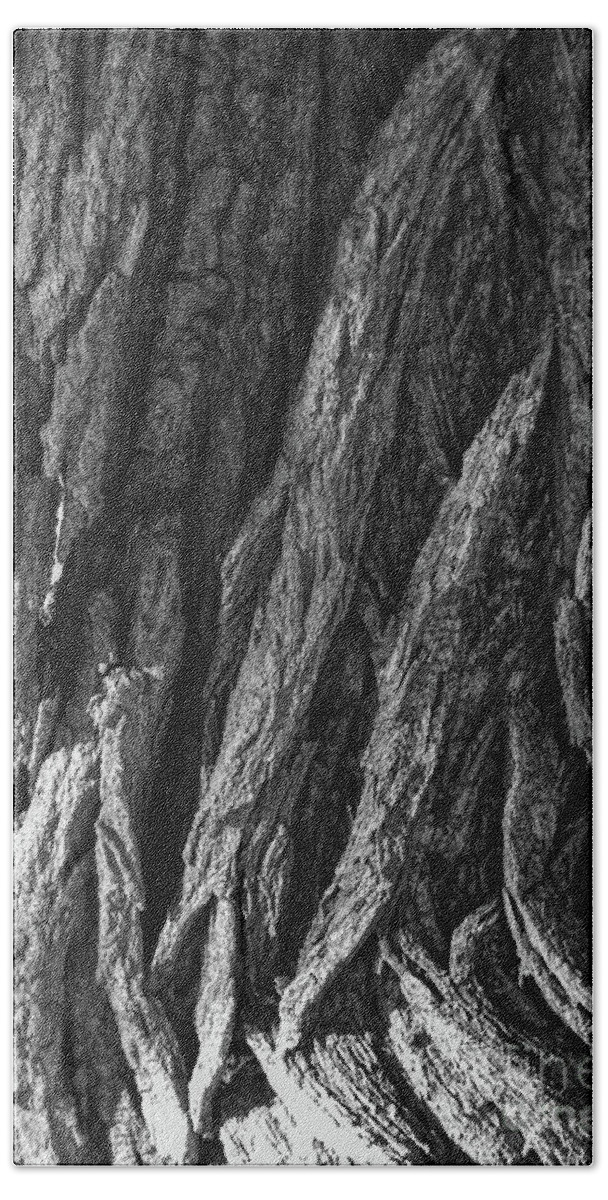 Tree Beach Towel featuring the photograph Bark On A Tree by Phil Perkins