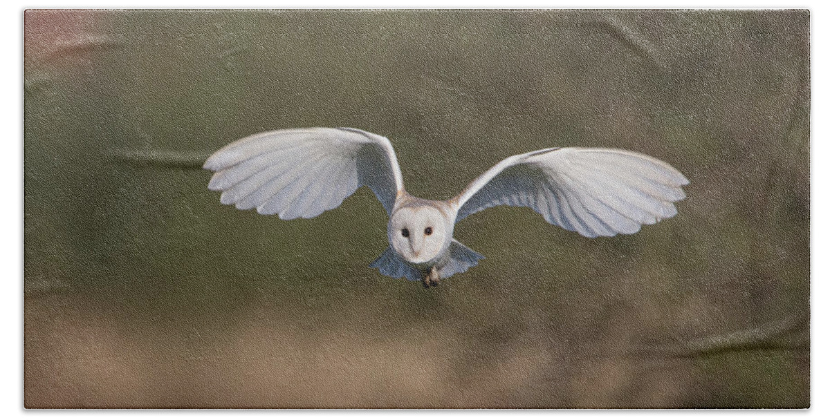 Barn Owl Beach Towel featuring the photograph Barn Owl Approaching by Pete Walkden