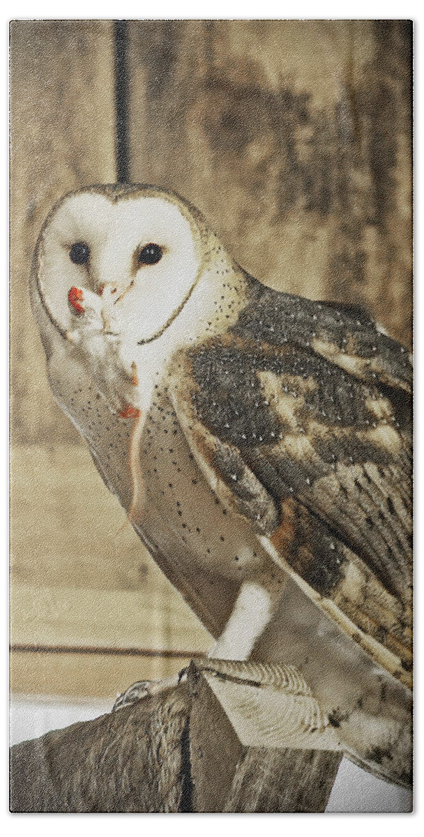 Nature Beach Towel featuring the photograph Barn Owl Dinner by Gina Fitzhugh