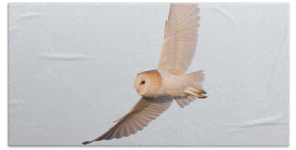 Barn Owl Beach Towel featuring the photograph Barn Owl Hunting by Pete Walkden