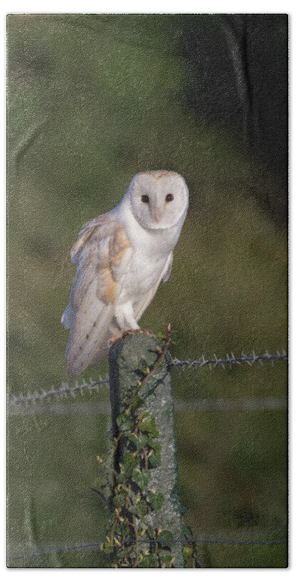 Barn Owl Beach Sheet featuring the photograph Barn Owl On Ivy Post by Pete Walkden