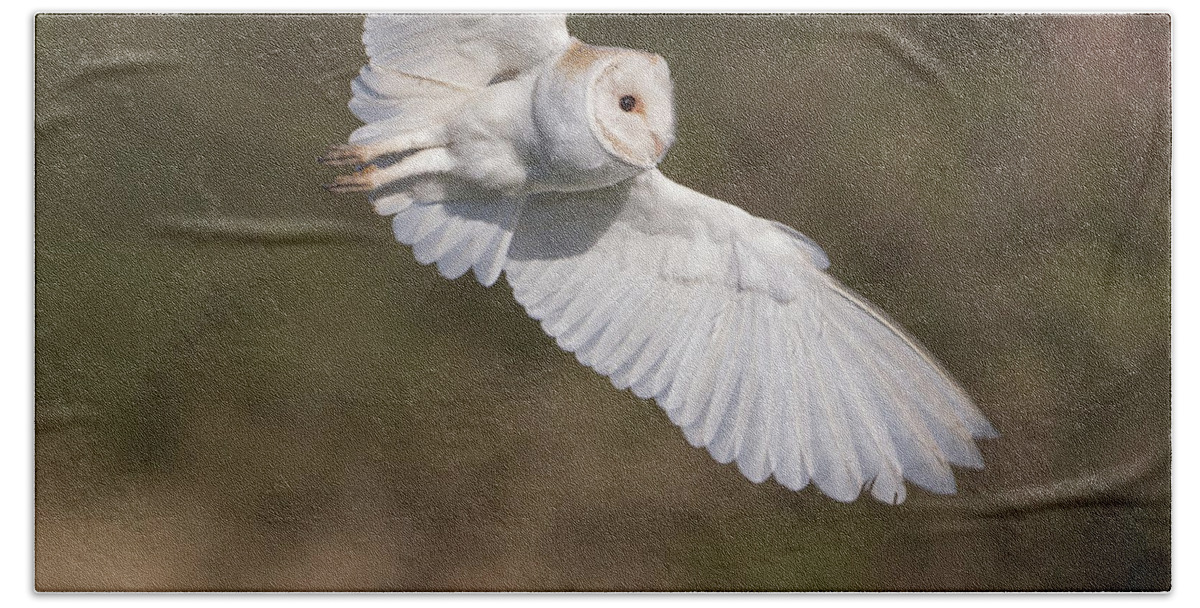 Barn Owl Beach Towel featuring the photograph Barn Owl Wings by Pete Walkden
