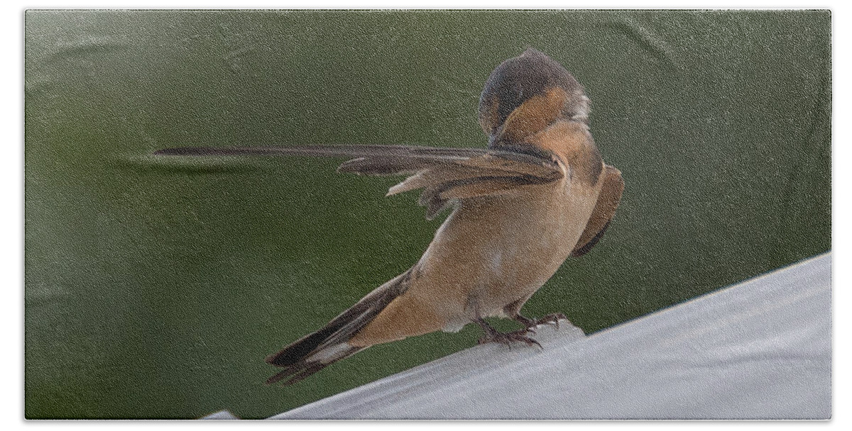 Barn Swallow Beach Towel featuring the photograph Barn Swallow by Holden The Moment