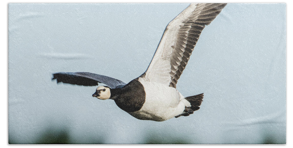 Barnacle Goose Beach Towel featuring the photograph Barnacle Goose square by Torbjorn Swenelius