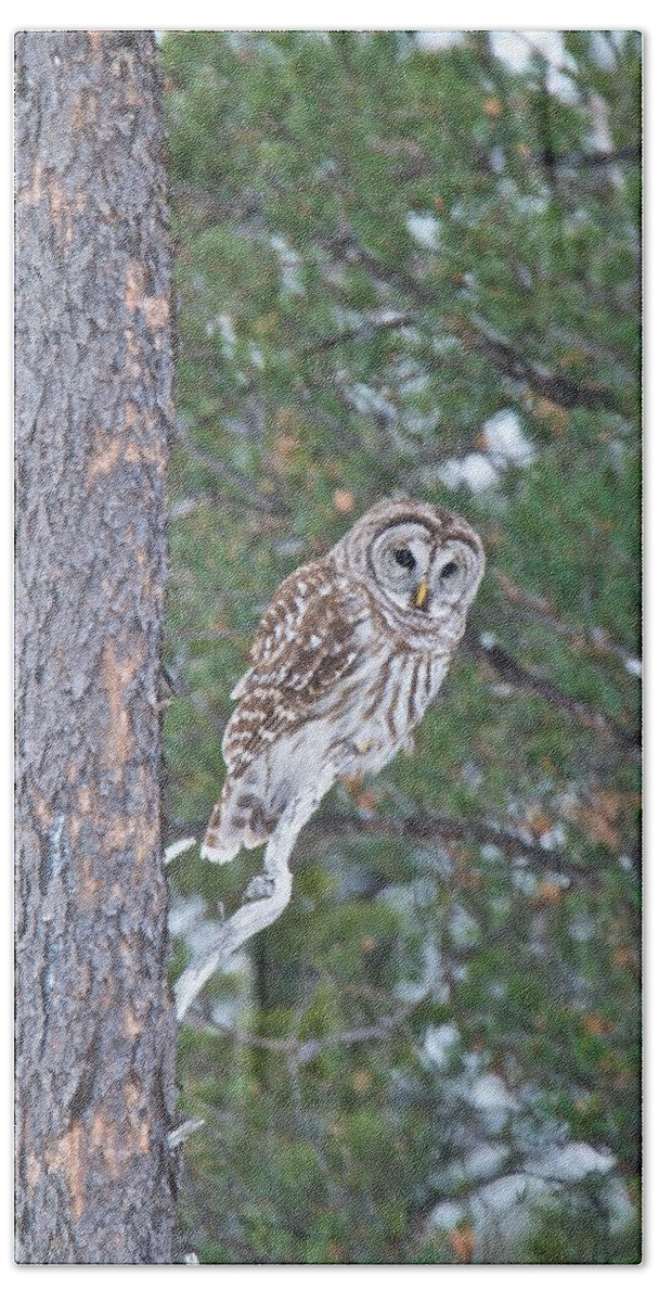  Barred Owl Beach Sheet featuring the photograph Barred Owl 1408 by Michael Peychich