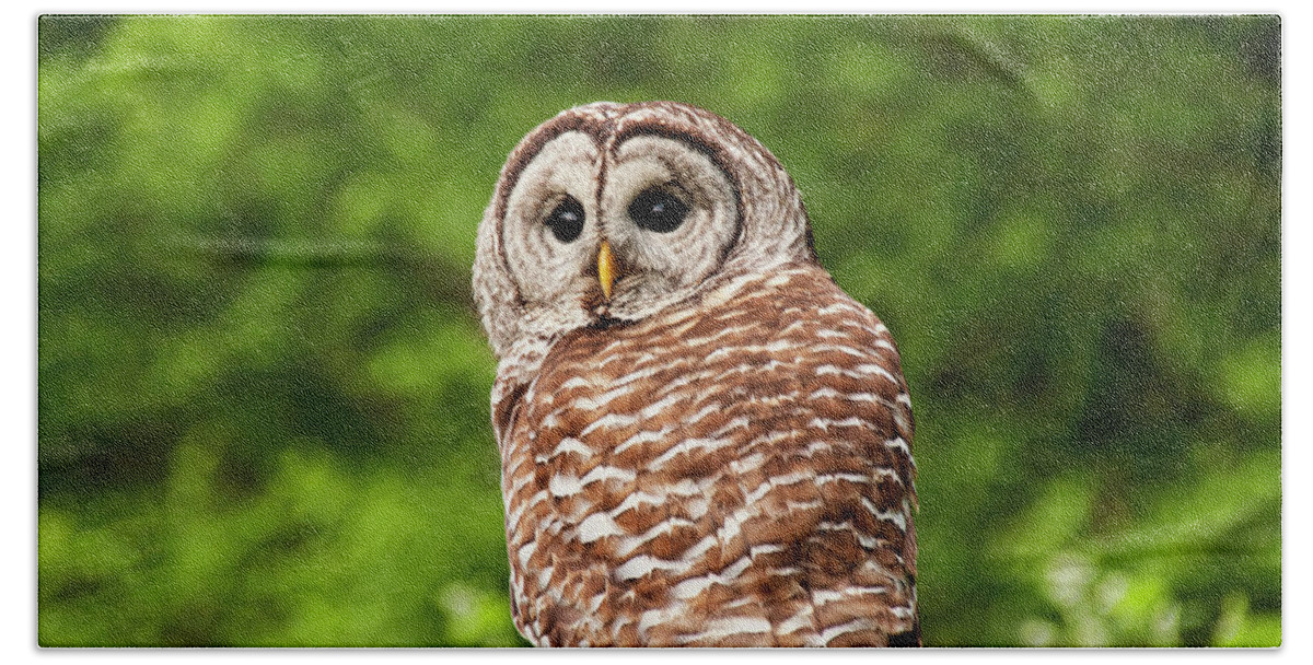 Barred Owl Beach Towel featuring the photograph Barred Owl Closeup by Peggy Collins