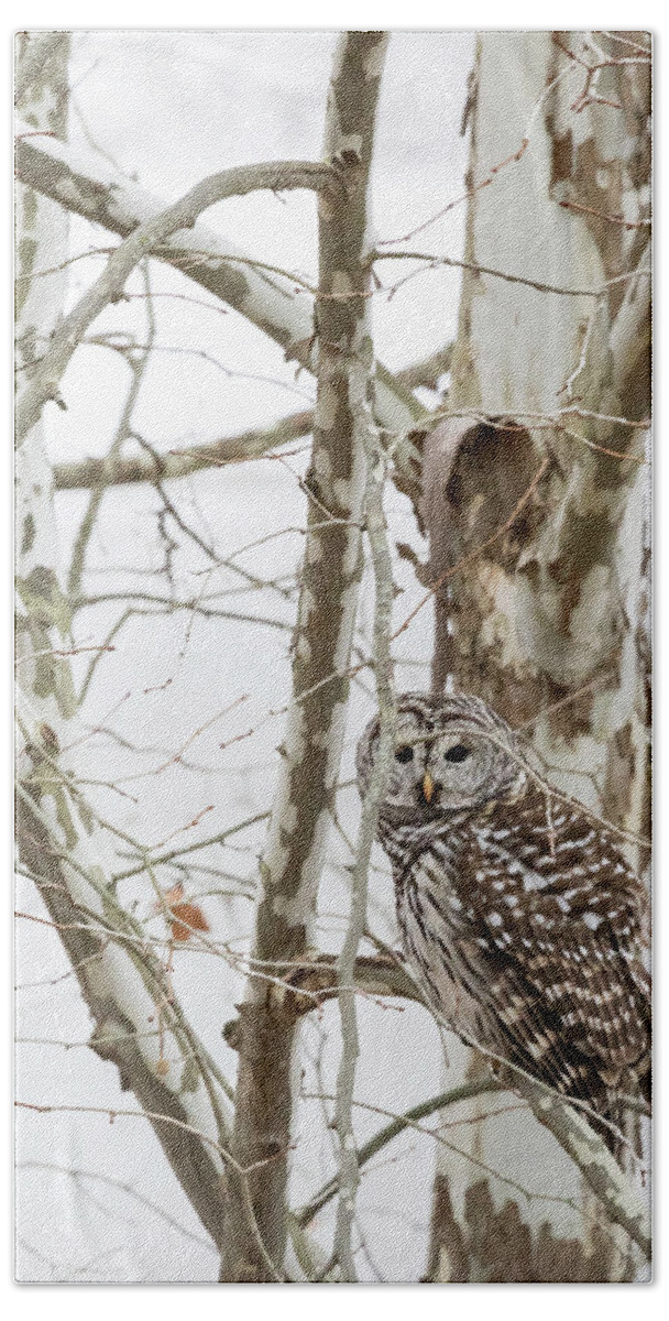 Owl Beach Towel featuring the photograph Barred Owl by Holly Ross