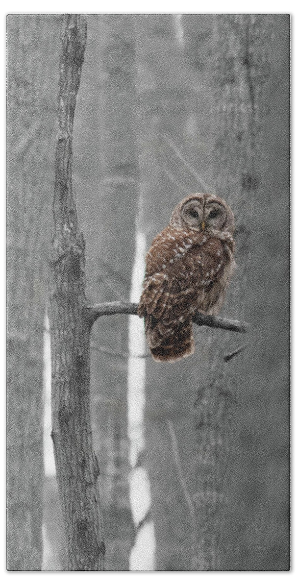 Barred Beach Towel featuring the photograph Barred Owl in Winter Woods #1 by Paul Rebmann