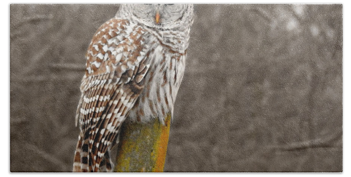 Barred Owl Beach Towel featuring the photograph Barred Owl by Kathy M Krause