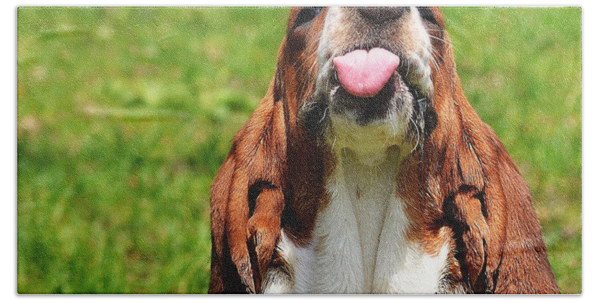  Basset Beach Towel featuring the photograph Basset Hound Slobber by Marysue Ryan