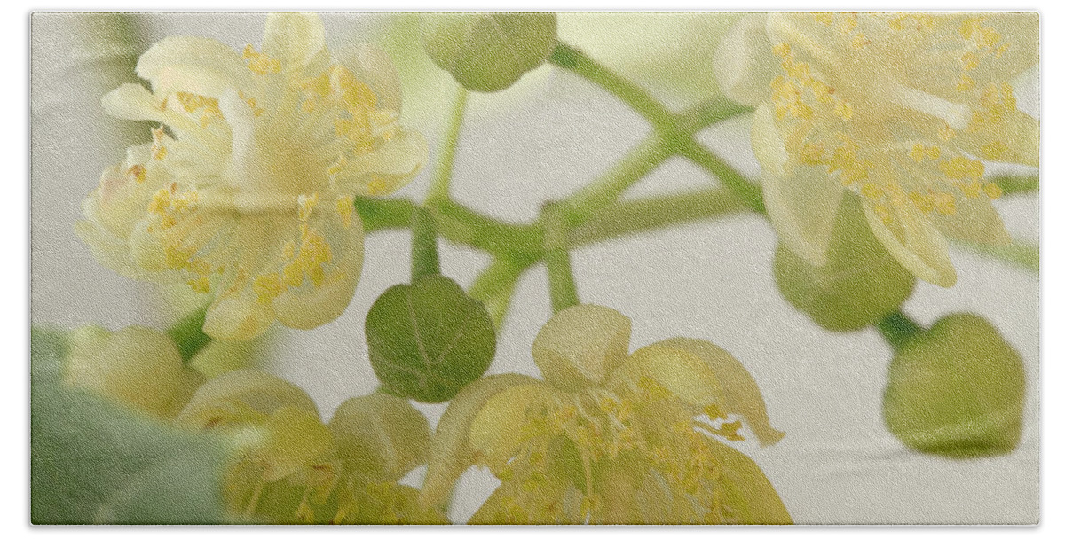 Basswood Tree Flowers Beach Towel featuring the photograph Basswood Tree Blossoms - Macro by Sandra Foster